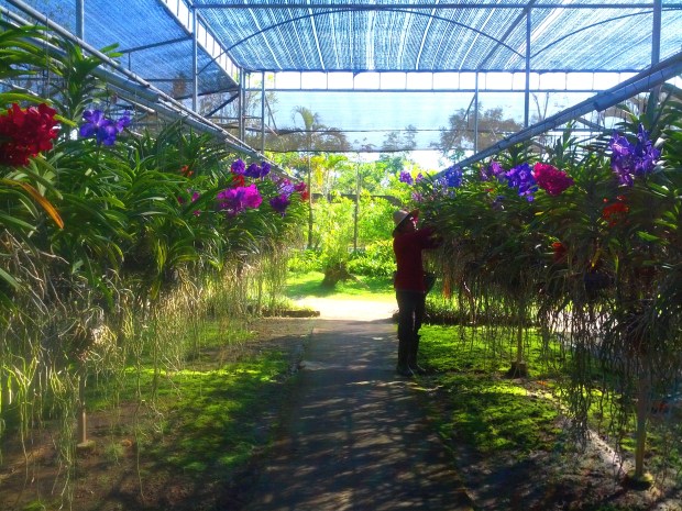 Orchid farm in Chiang Mai, Thailand
